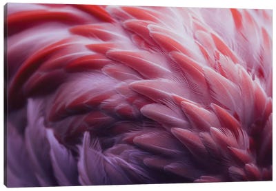 Flamingo Canvas Art Print - Abstract Photography