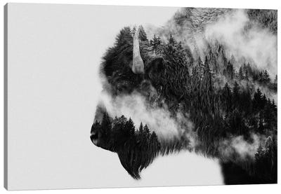 Bison Canvas Art Print - 1x Collection