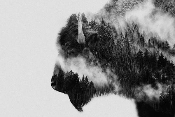 Minimalist Wildlife Photography: Bison by Angyalosi Beáta