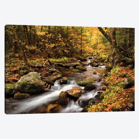 USA, New Hampshire, White Mountains, Fall color on Jefferson Brook I Canvas Print #ANC13} by Ann Collins Canvas Artwork
