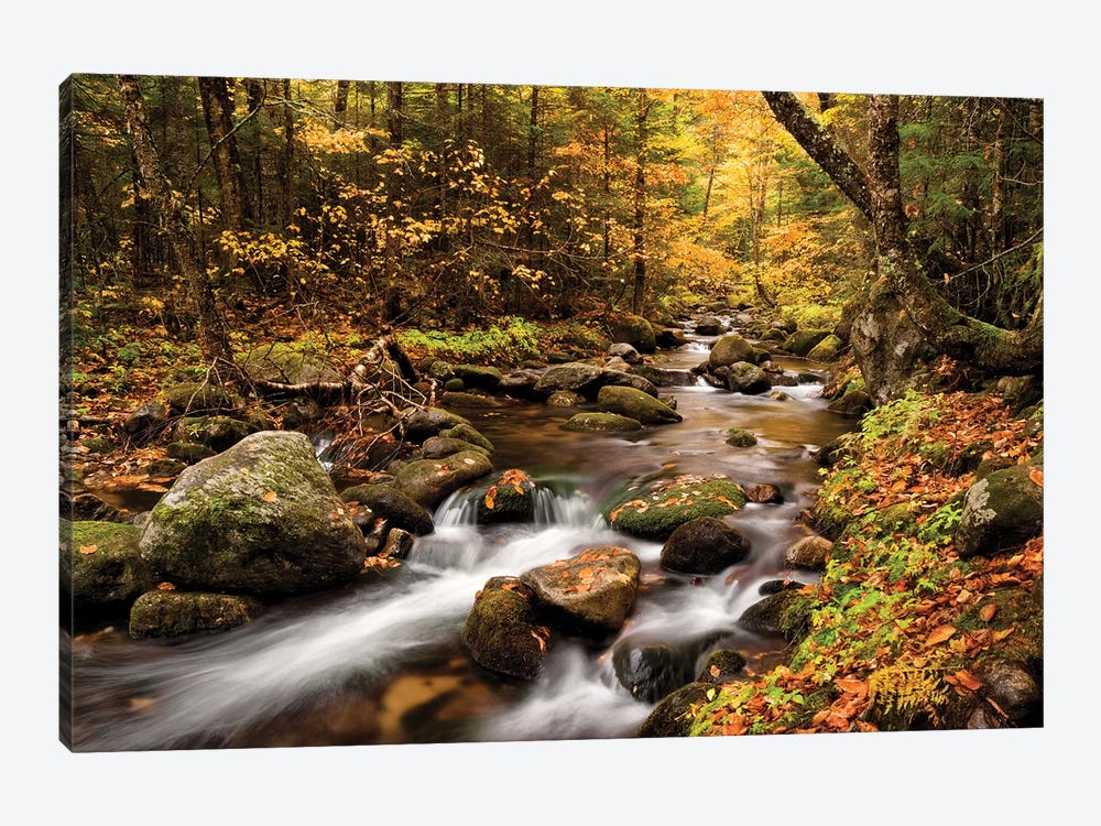 USA, New Hampshire, White Mountains, Fall color on Jefferson Brook I by Ann Collins 1-piece Canvas Art Print