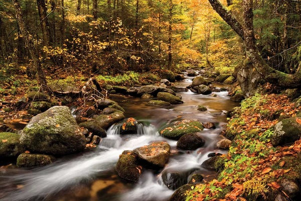 New Hampshire: USA, New Hampshire, White Mountains, Fall color on Jefferson Brook I by Ann Collins
