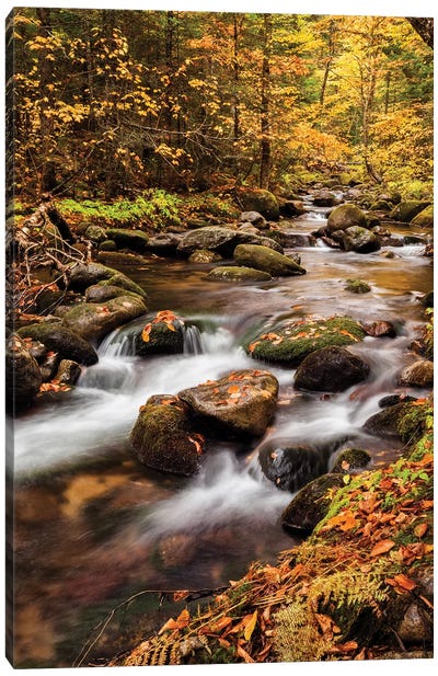 USA, New Hampshire, White Mountains, Fall color on Jefferson Brook II Canvas Art Print - New Hampshire Art