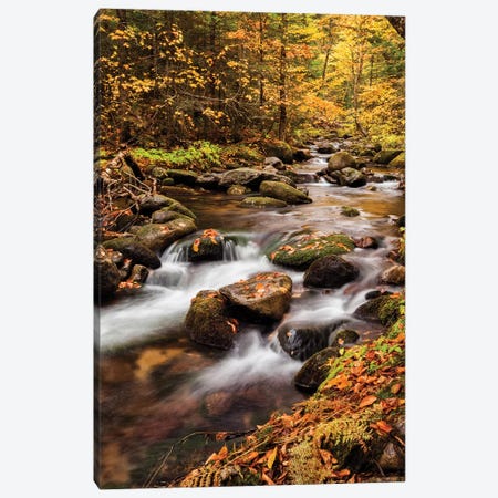 USA, New Hampshire, White Mountains, Fall color on Jefferson Brook II Canvas Print #ANC14} by Ann Collins Canvas Art Print