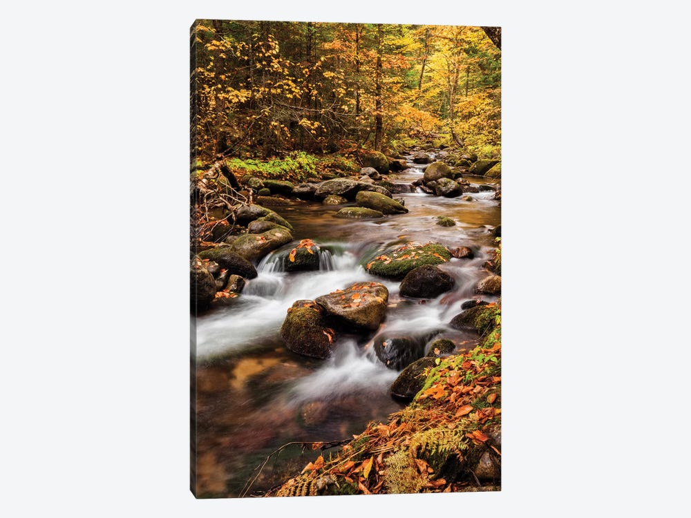 USA, New Hampshire, White Mountains, Fall color on Jefferson Brook II by Ann Collins 1-piece Canvas Artwork