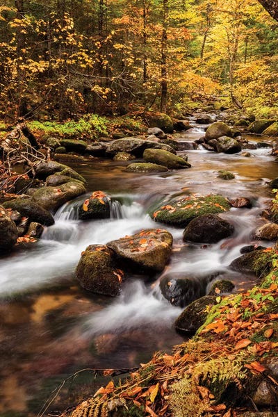 New Hampshire: USA, New Hampshire, White Mountains, Fall color on Jefferson Brook II by Ann Collins