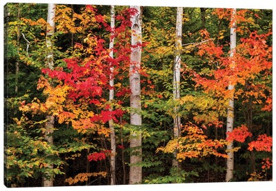 USA, New Hampshire, White Mountains, Maple and white birch Canvas Art Print - Maple Tree Art