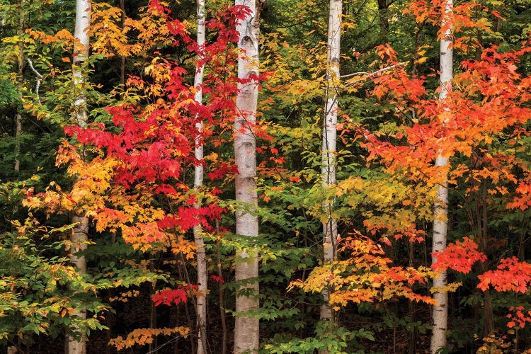 USA, New Hampshire, White Mountains, Maple and white birch