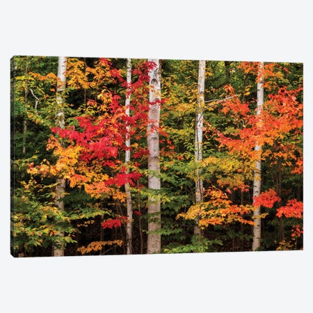 USA, New Hampshire, White Mountains, Maple and white birch Canvas Print #ANC18} by Ann Collins Canvas Art