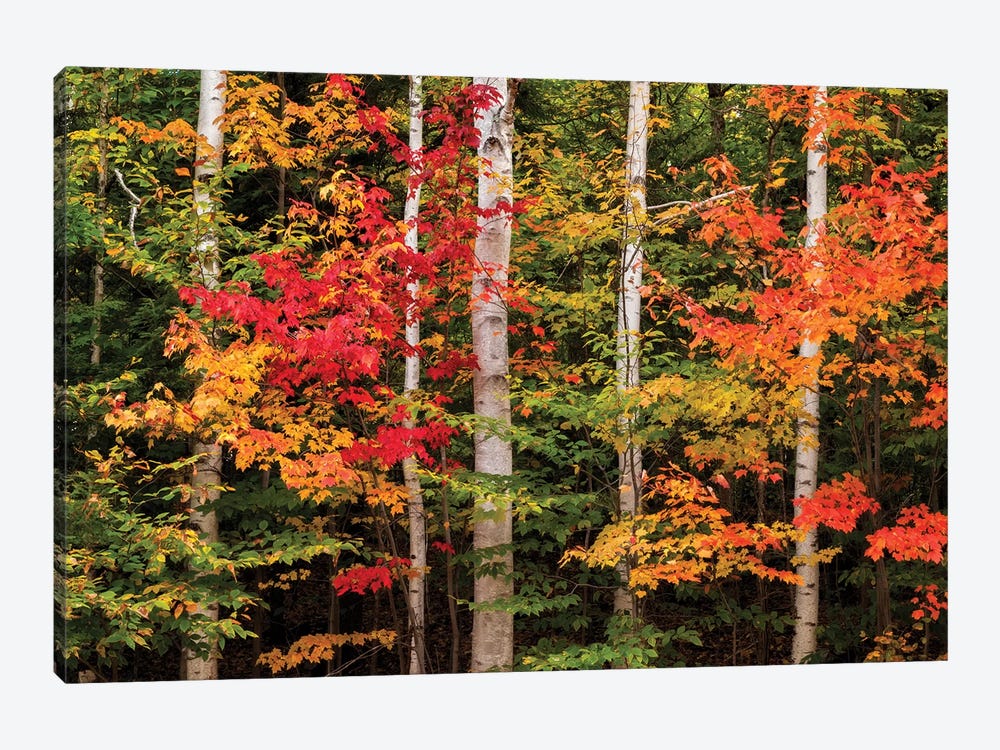 USA, New Hampshire, White Mountains, Maple and white birch by Ann Collins 1-piece Canvas Art