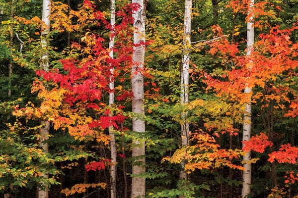 Maple Trees: USA, New Hampshire, White Mountains, Maple and white birch by Ann Collins