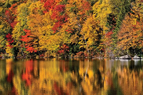 Maple Trees: USA, New Hampshire, White Mountains, Reflections on Russell Pond by Ann Collins