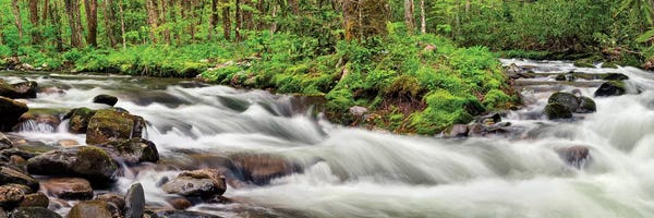 North Carolina: USA, North Carolina, Great Smoky Mountains National Park, Straight Fork by Ann Collins