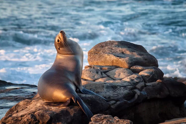 USA, California, La Jolla, Sea lion at La Jolla Cove by Ann Collins wall art