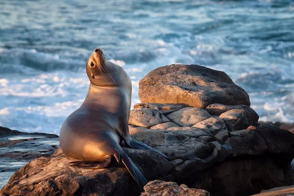 Ann Collins: USA, California, La Jolla, Sea lion at La Jolla Cove by Ann Collins