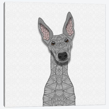 Blue Greyhound Canvas Print #ANG115} by Angelika Parker Art Print