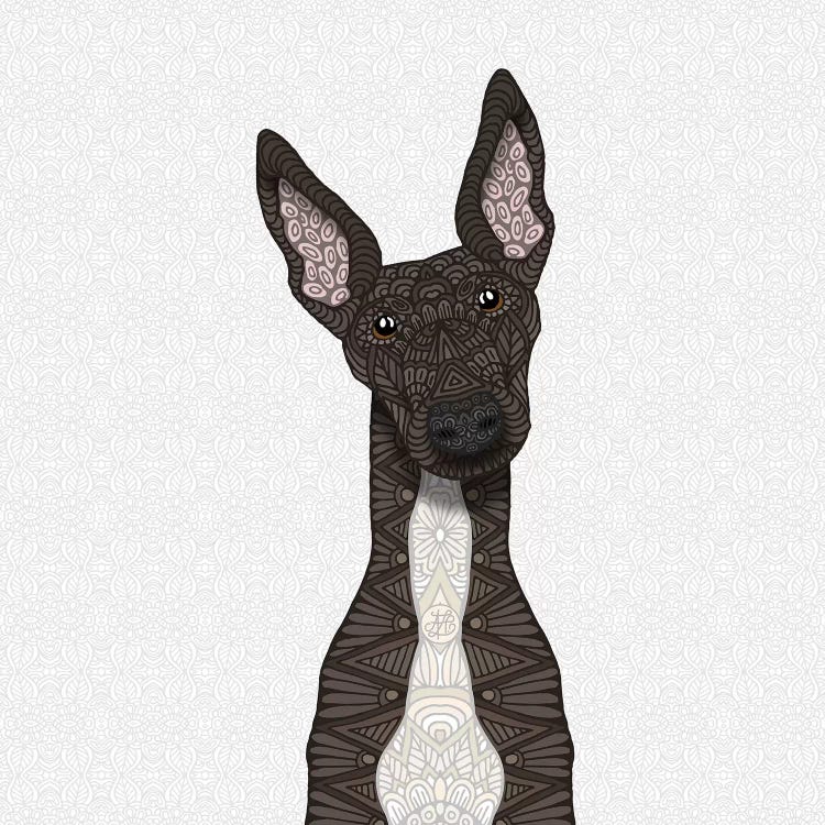 Brindle Greyhound, White Belly