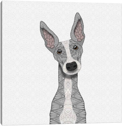 Cute Blue Greyhound Canvas Art Print - Greyhound Art