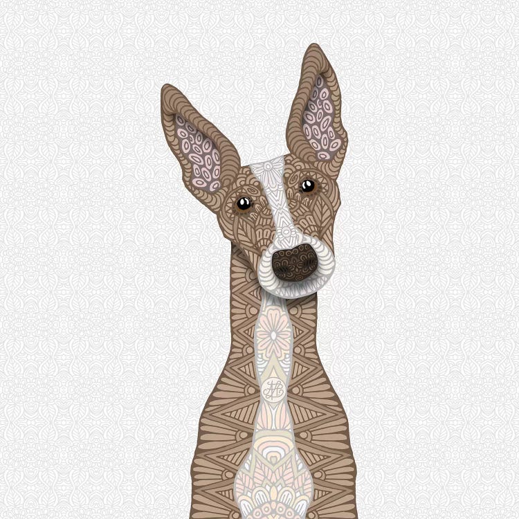 Cute Fawn Greyhound