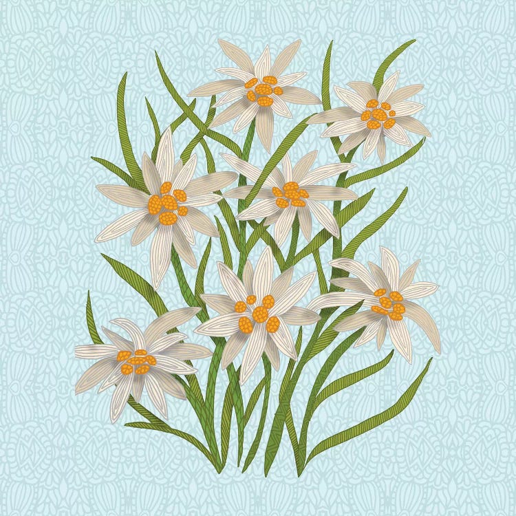 Edelweiss by Angelika Parker wall art