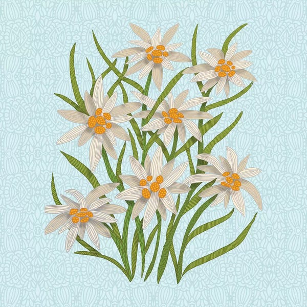 Bouquets: Edelweiss by Angelika Parker