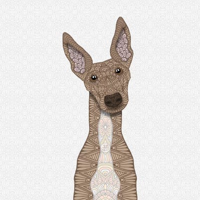Fawn Greyhound, White Belly by Angelika Parker metal wall art