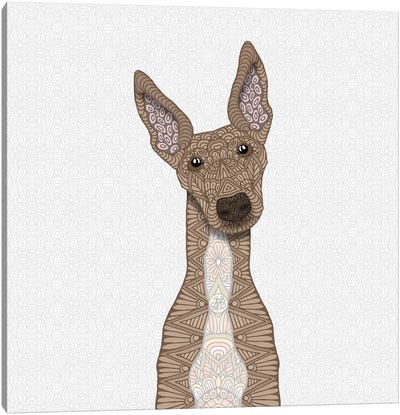 Fawn Greyhound, White Belly Canvas Art Print - Greyhound Art
