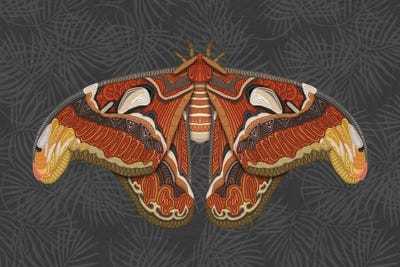 Atlas Moth - Dark by Angelika Parker framed wall art