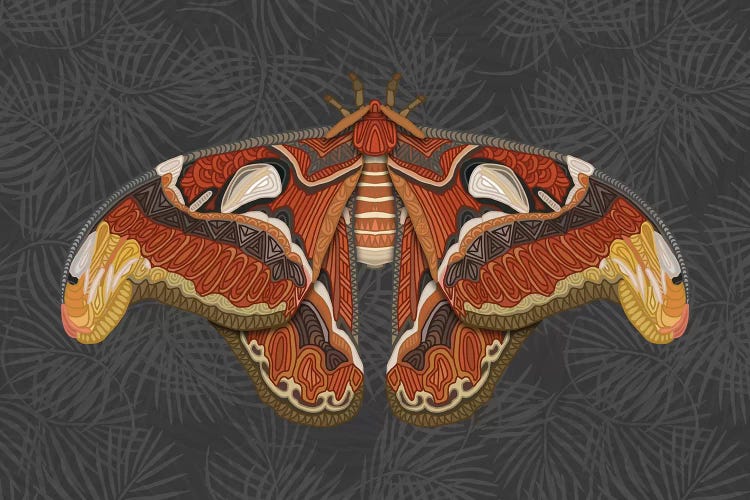 Atlas Moth - Dark