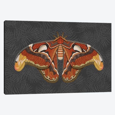 Atlas Moth - Dark Canvas Print #ANG200} by Angelika Parker Canvas Art