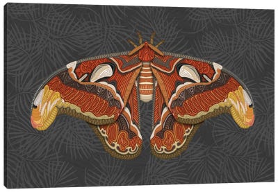 Atlas Moth - Dark Canvas Art Print - Angelika Parker