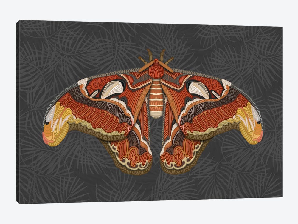 Atlas Moth - Dark by Angelika Parker 1-piece Canvas Wall Art
