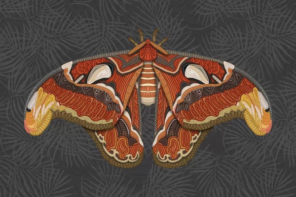 Moths: Atlas Moth - Dark by Angelika Parker