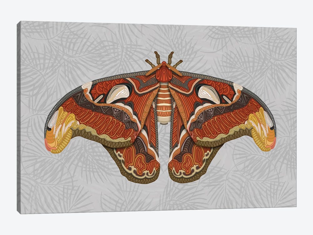 Atlas Moth - Light by Angelika Parker 1-piece Canvas Print