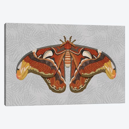 Atlas Moth - Light Canvas Print #ANG201} by Angelika Parker Canvas Art
