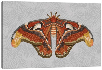 Atlas Moth - Light Canvas Art Print - Angelika Parker