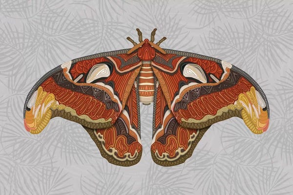 Moths: Atlas Moth - Light by Angelika Parker
