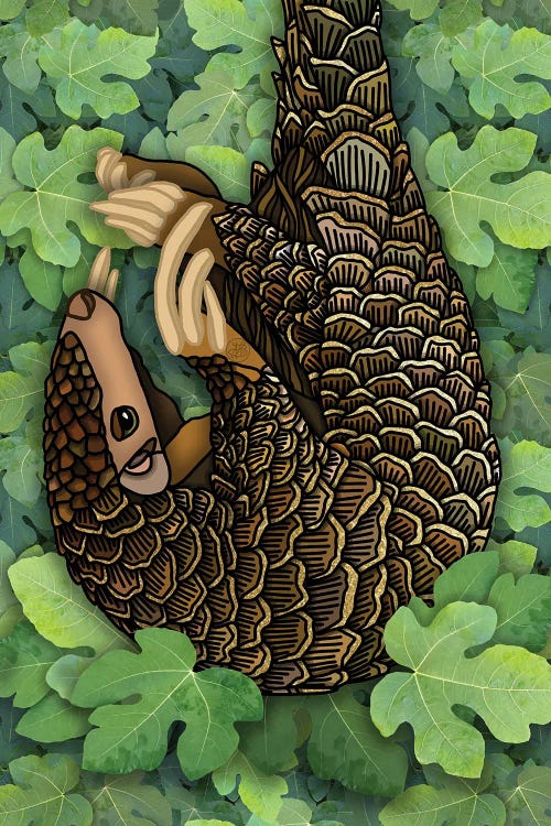 Pangolin