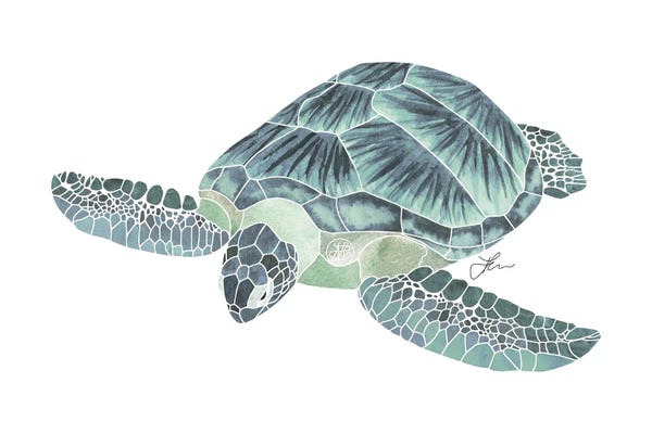 Green Sea Turtle IV