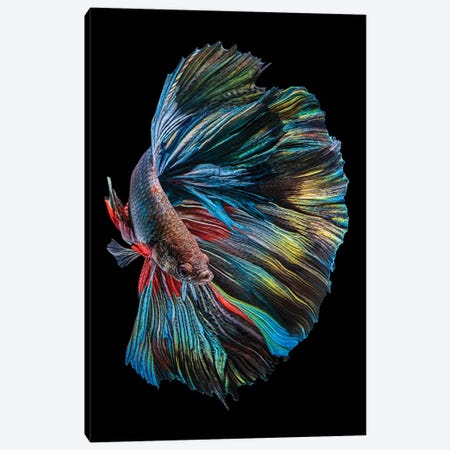 The Betta Fish Canvas Print #ANH4} by Andi Halil Canvas Print