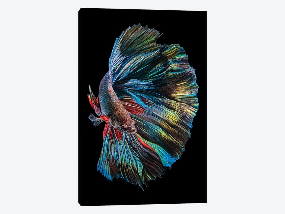 The Betta Fish by Andi Halil 1-piece Canvas Wall Art