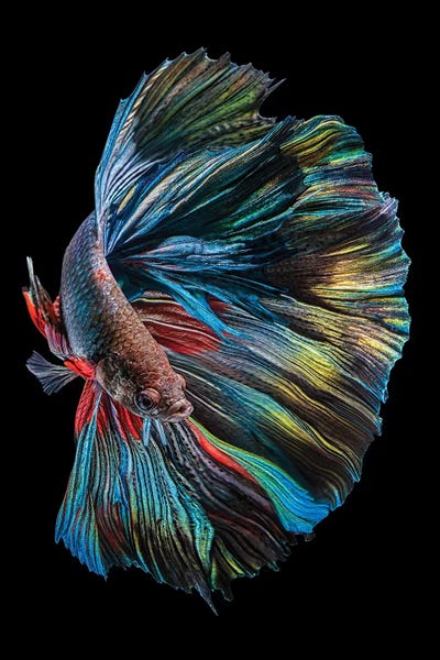 Fish: The Betta Fish by Andi Halil