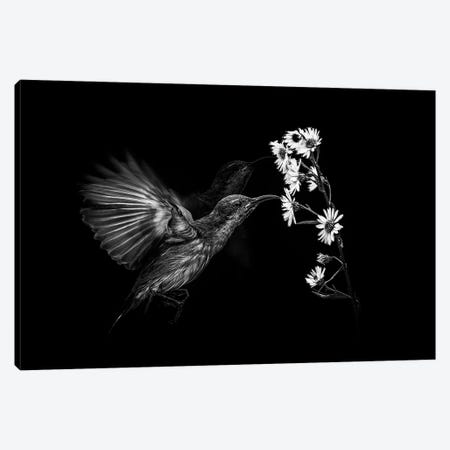 Motion Canvas Print #ANH5} by Andi Halil Canvas Print