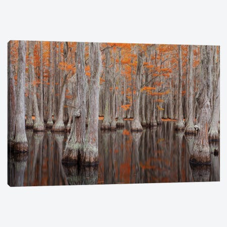 USA, George Smith State Park, Georgia. Fall cypress trees. Canvas Print #ANN10} by Joanne Wells Canvas Art Print