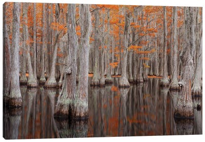 USA, George Smith State Park, Georgia. Fall cypress trees. Canvas Art Print