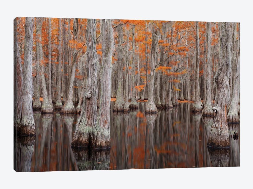 USA, George Smith State Park, Georgia. Fall cypress trees. by Joanne Wells 1-piece Canvas Print