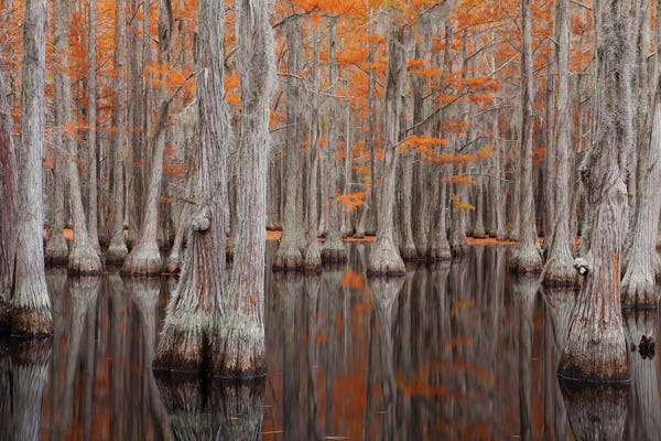 Joanne Wells: USA, George Smith State Park, Georgia. Fall cypress trees. by Joanne Wells