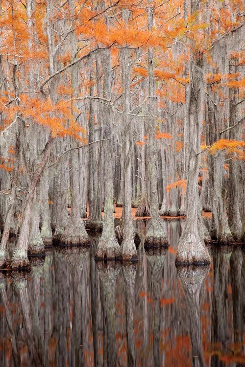 USA, George Smith State Park, Georgia. Fall cypress trees. by Joanne Wells wall art