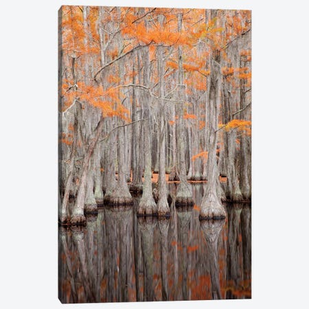 USA, George Smith State Park, Georgia. Fall cypress trees. Canvas Print #ANN11} by Joanne Wells Canvas Art Print