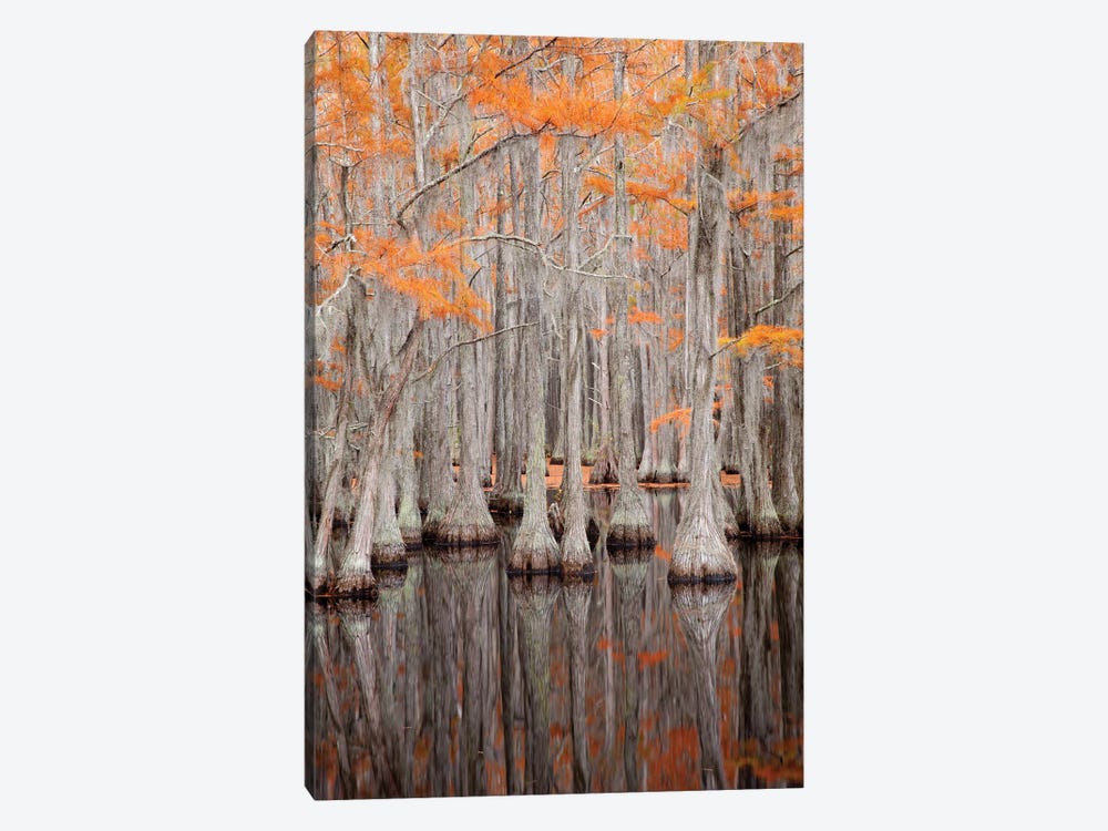 USA, George Smith State Park, Georgia. Fall cypress trees. by Joanne Wells 1-piece Canvas Artwork
